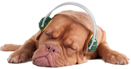 Can A Dog Develop Anxiety From Thunder Can A Dog Develop Anxiety From Thunder
