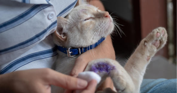 Can You Use Neosporin On A Cat PetCoach