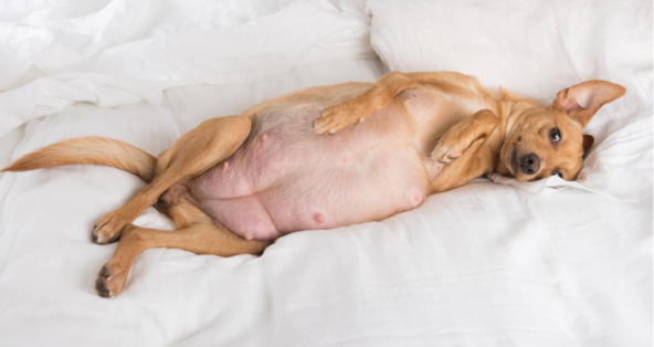 Can A Dog Get Pregnant During Her First Heat Survive Petcoach Can A Dog Get Pregnant During Her First Heat Survive Petcoach