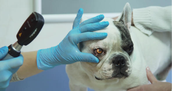 Why Is There A Bump On My Dog S Eyelid Petcoach Why Is There A Bump On My Dog S Eyelid Petcoach