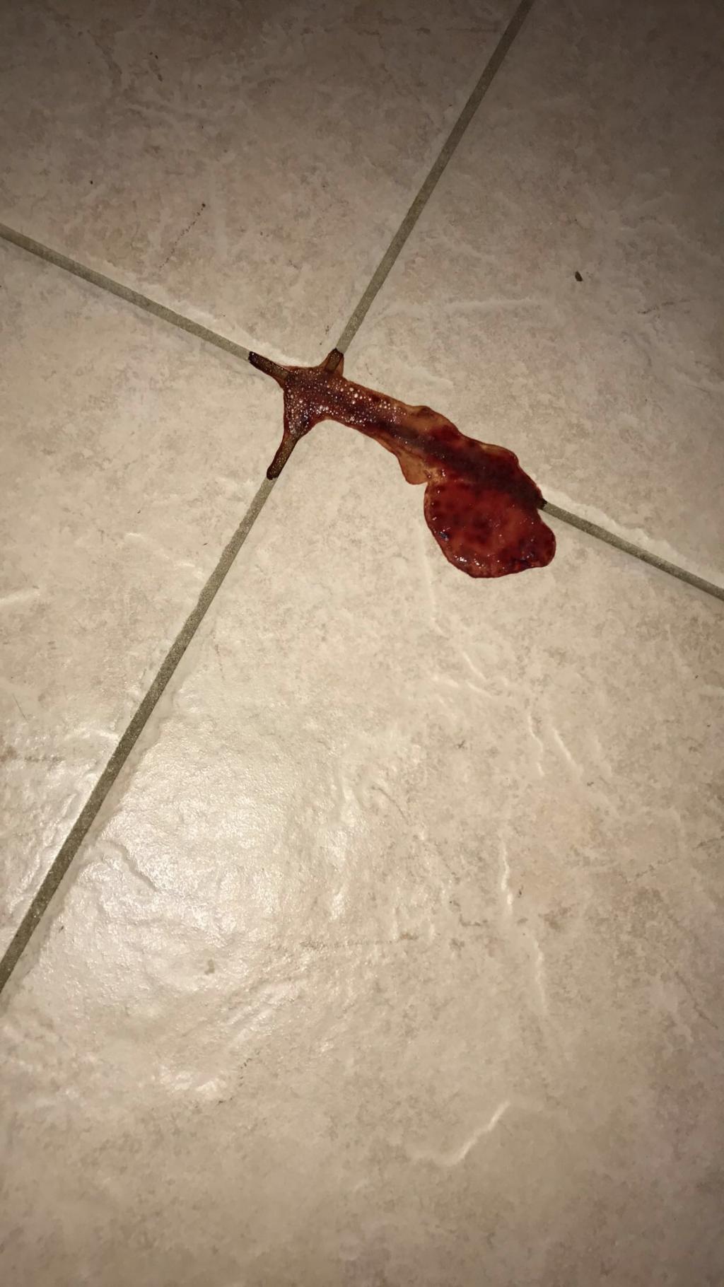 My Dog Is Throwing Up Blood Just This Morning Only Nothing Else Today 