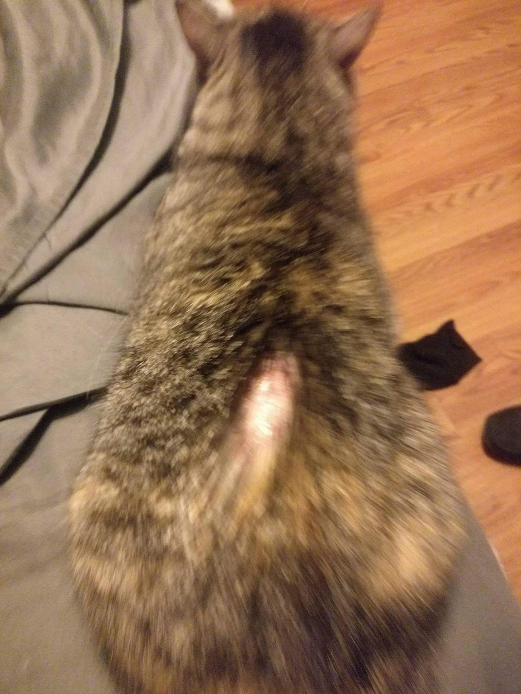 My Cat Is Losing Fur And Her Skin Is Red With Scabs On Her Lower Back 