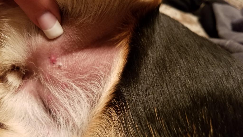 Can Dogs Catch Poison Oak