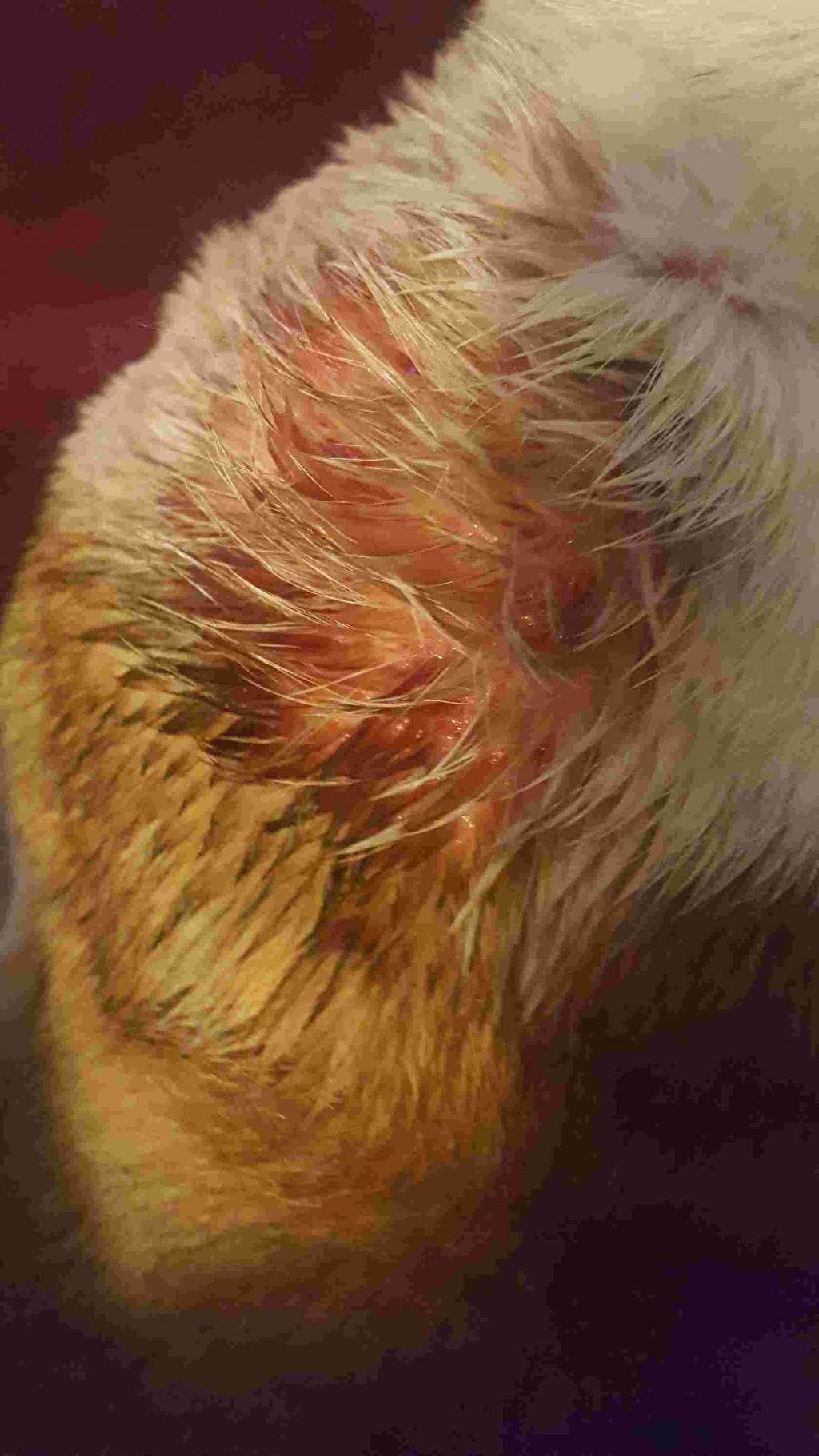 How Do I Give My Dog A Flea Bath