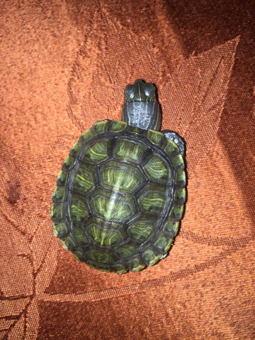 Where Can I Donate My Red Eared Slider Turtles