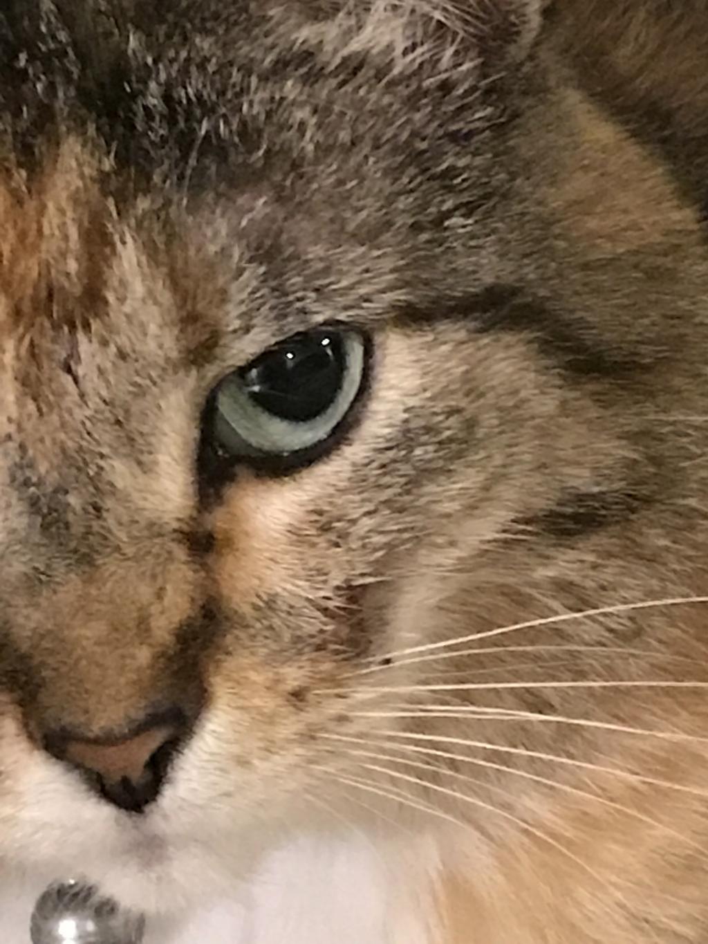 My Cat Is Losing Hair Around Mouth And Has Scabs PetCoach