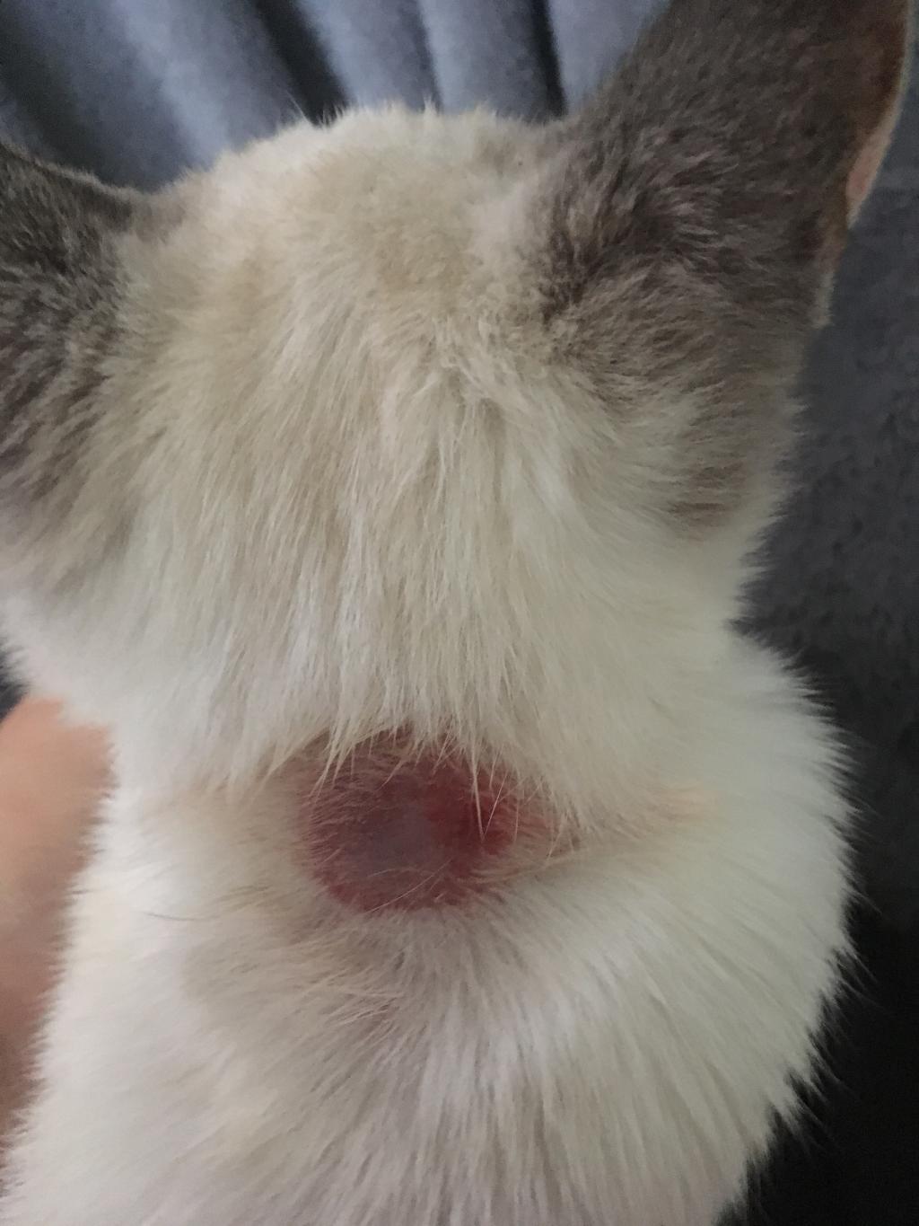 My Kitten 3 Months Has A Bald Sore Spot On His Neck It Is Peeling And 