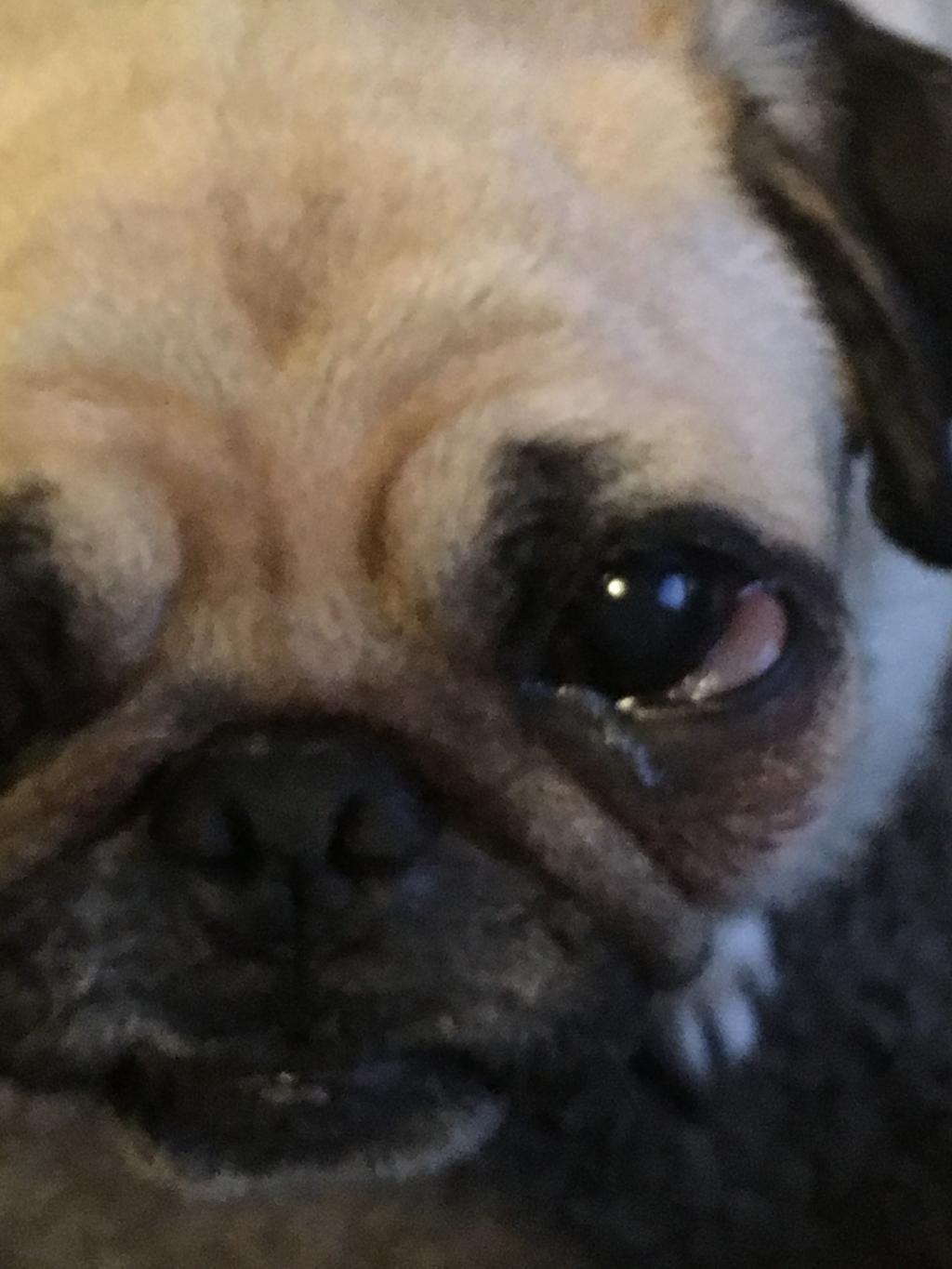 my-dogs-eye-is-swollen-underneath-it-but-to-the-point-where-it-looks