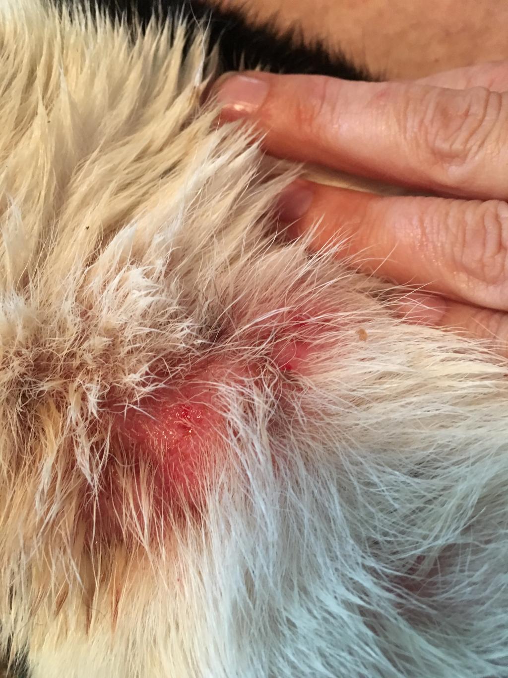 My dog's neck is very swollen and covered in red, oozing lumps. It's