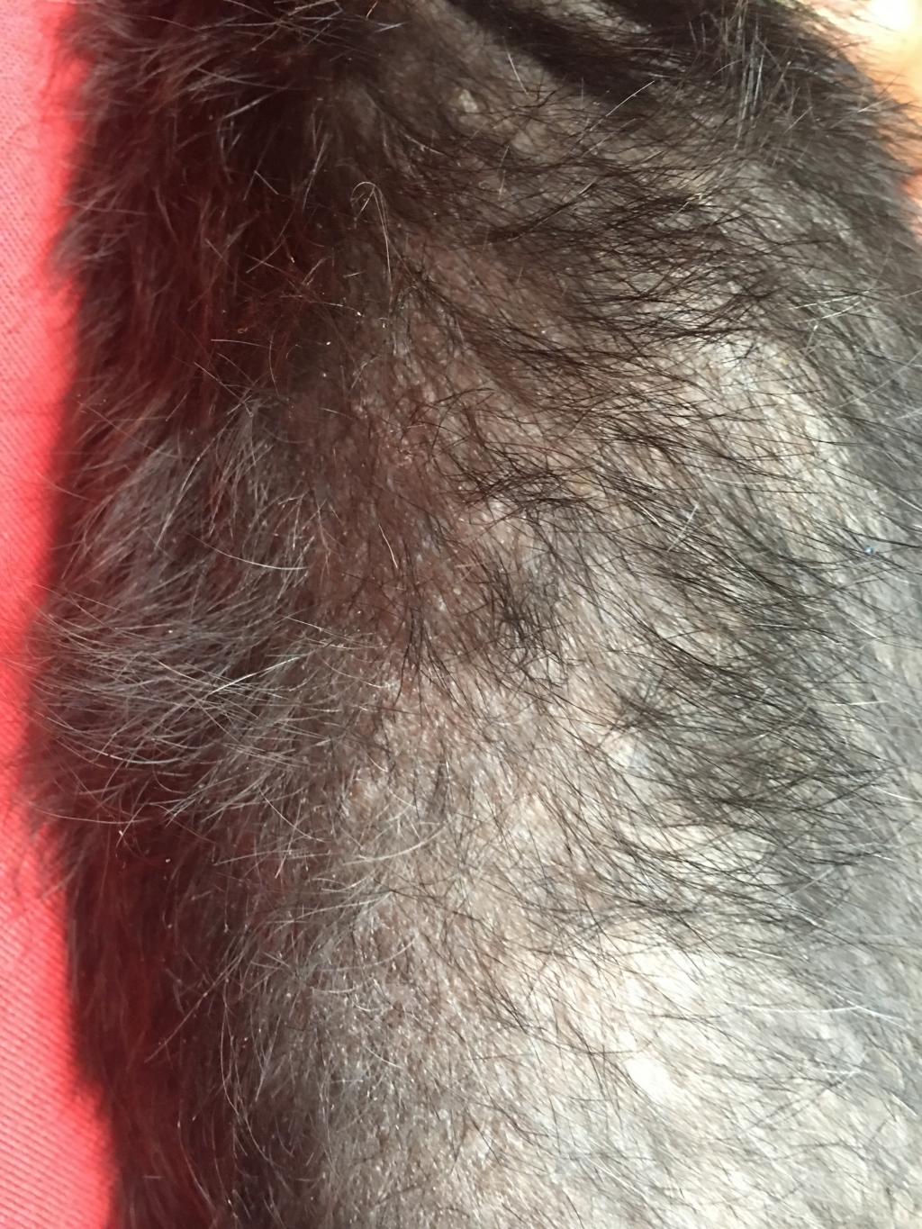 My Dog Has This Smell And He Loses Some Hair Not A Lot He Has Flakes Petcoach