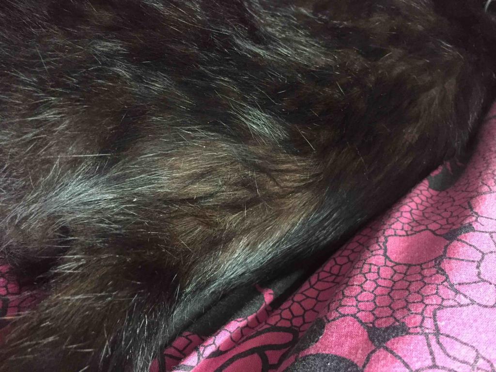 Why Is My Cat Going Bald Behind His Ears