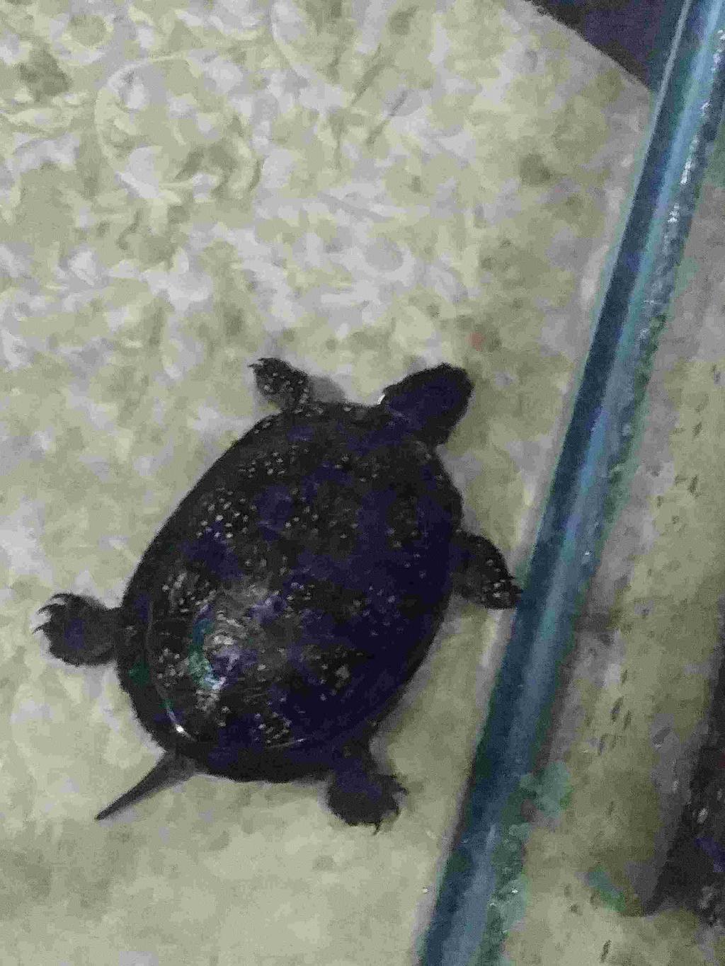 How Long Does It Take For A Turtle To Reach Full Size? She Is Only 5 Inches  And I Was Reading Something That Said They Can Get Up To… | Petcoach How Long Does It Take For A Turtle To Reach Full Size? She Is Only 5 Inches  And I Was Reading Something That Said They Can Get Up To… | Petcoach