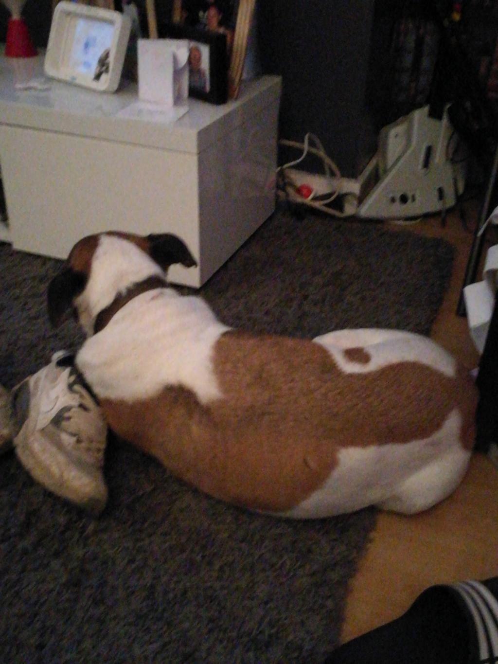 my-dog-hurt-his-leg-yesterday-when-running-he-just-stopped-and-yelped