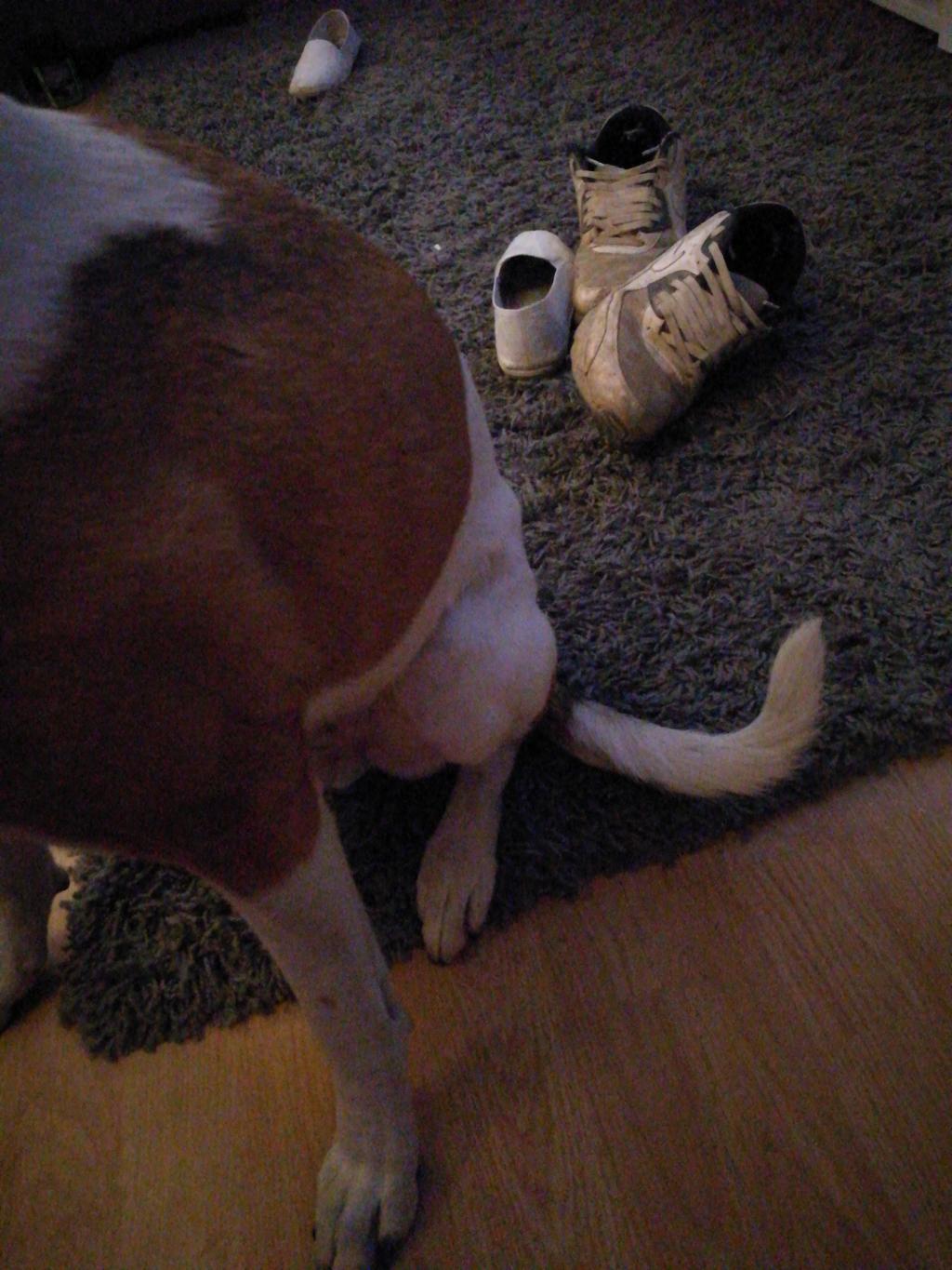 my-dog-hurt-his-leg-yesterday-when-running-he-just-stopped-and-yelped