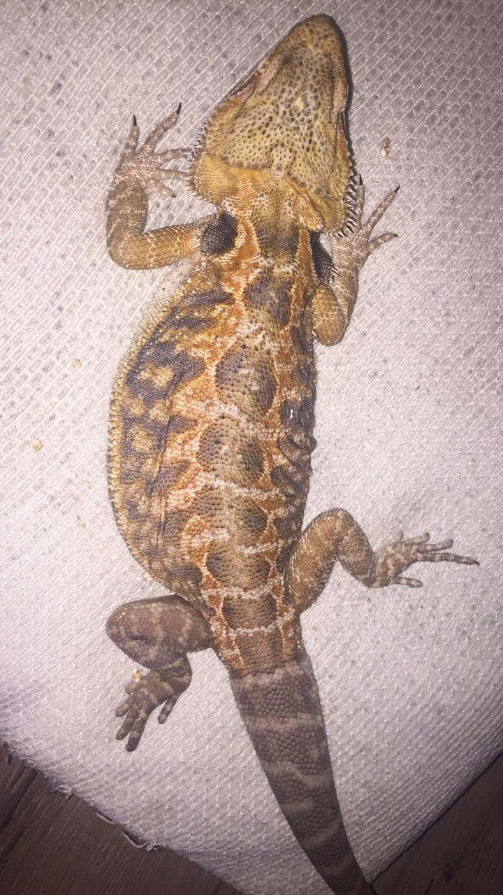 My Bearded Dragon Fell On Saturday And Hasn T Moved As Much As He Used To Since Does Anything Look Hurt Or Harmed In These Pics His Petcoach