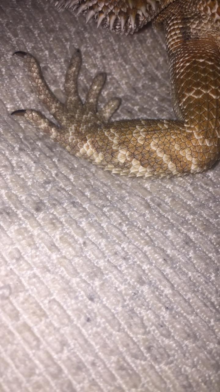 Strained Sprained Twisted Health Bearded Dragon Org