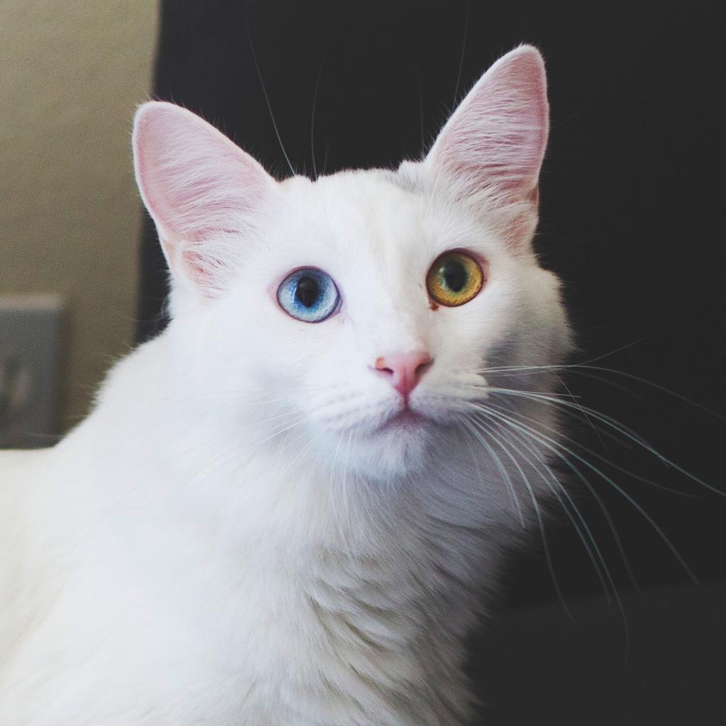 my-one-year-old-cat-always-coughs-about-twice-whenever-she-wakes-up