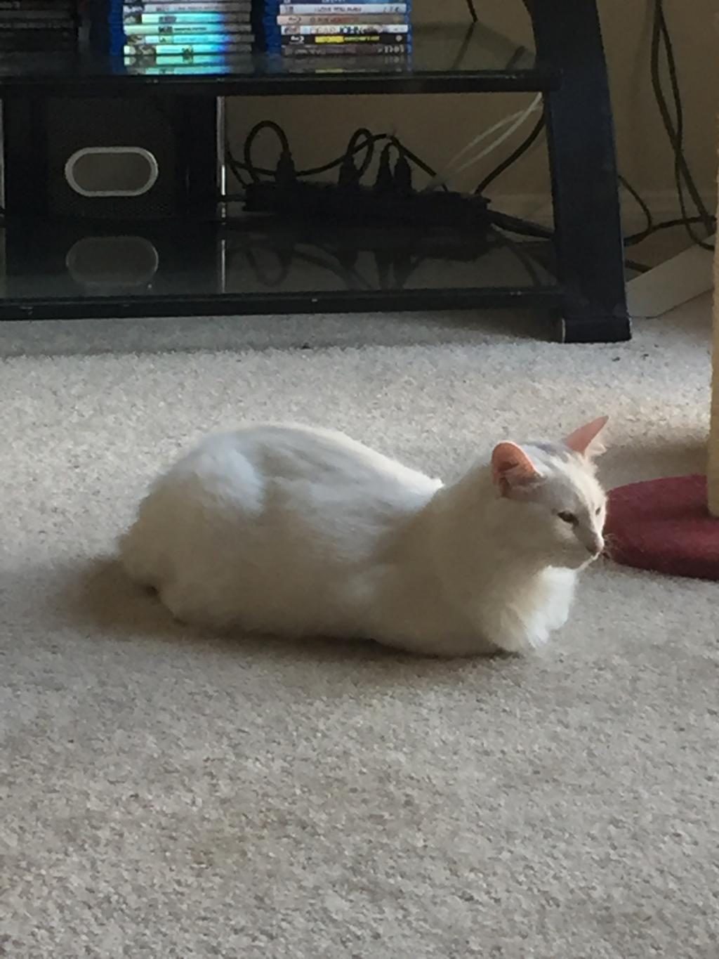 my-one-year-old-cat-always-coughs-about-twice-whenever-she-wakes-up