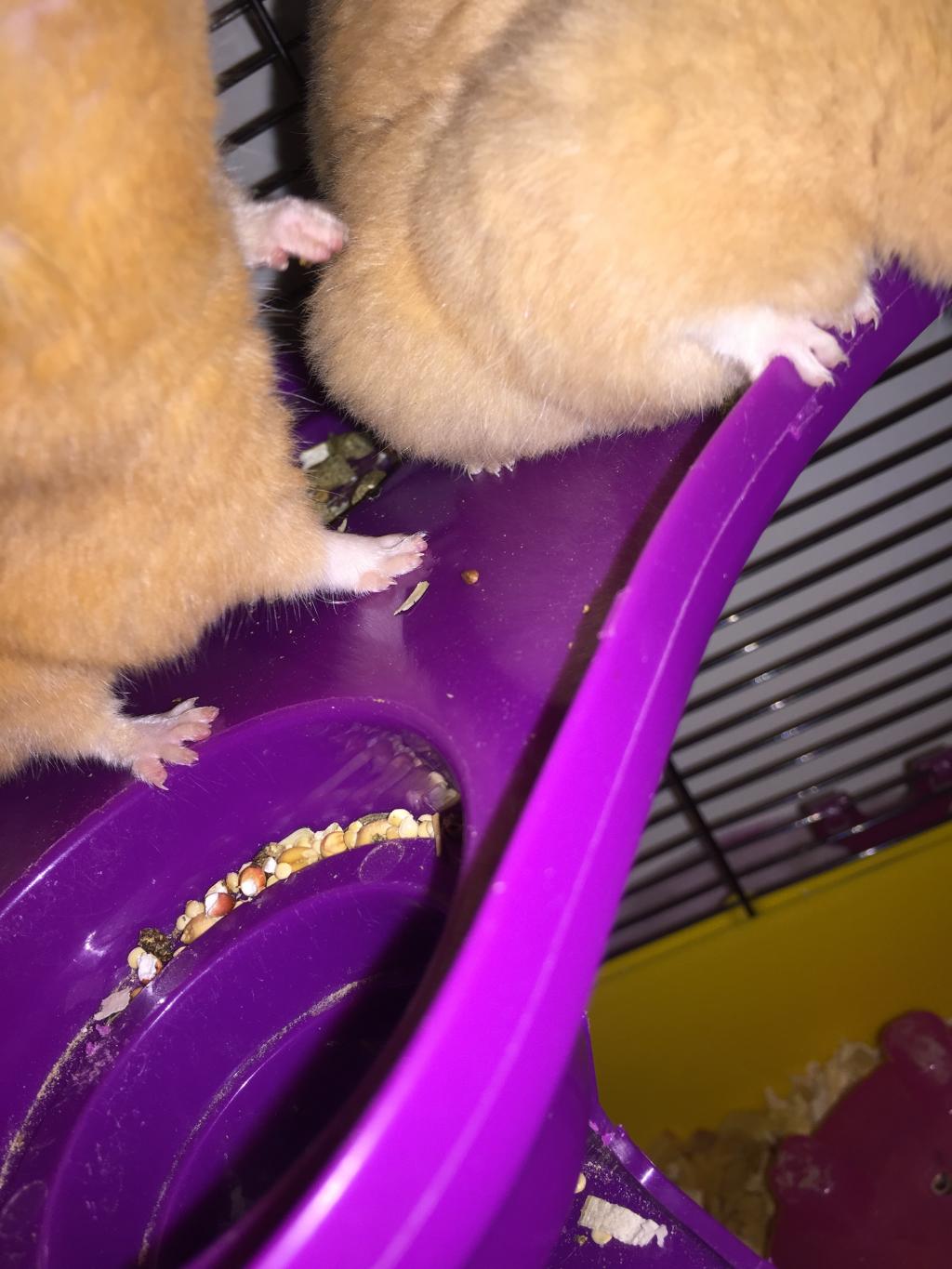 My Hamster Has 2 Big Lumps On Her Belly , What Could That Be ? There