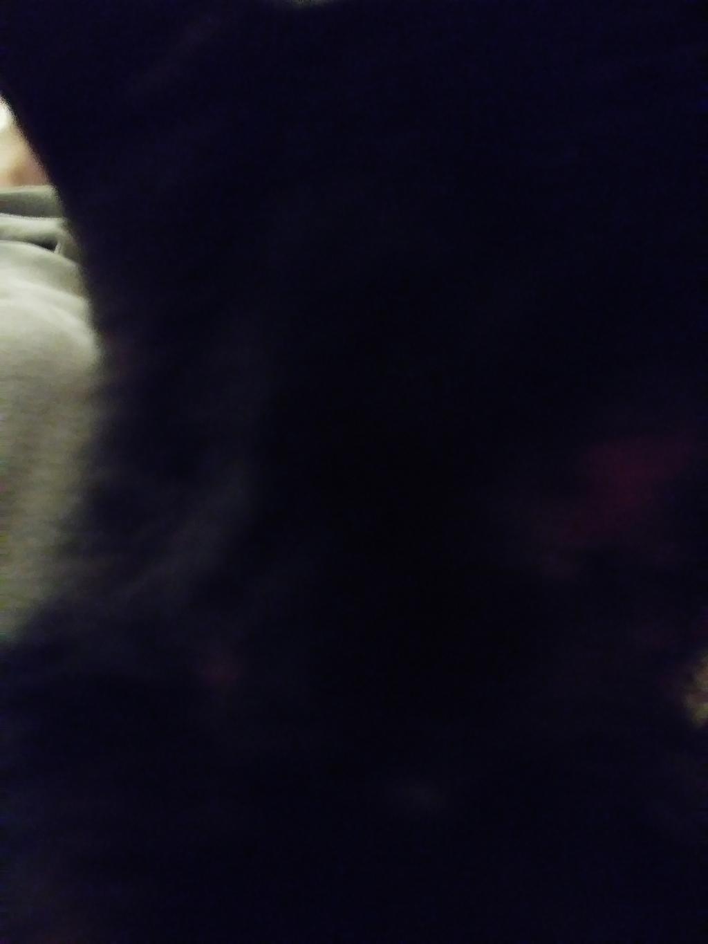 yes-my-cat-has-open-sores-around-her-neck-and-head-one-heals-and-2
