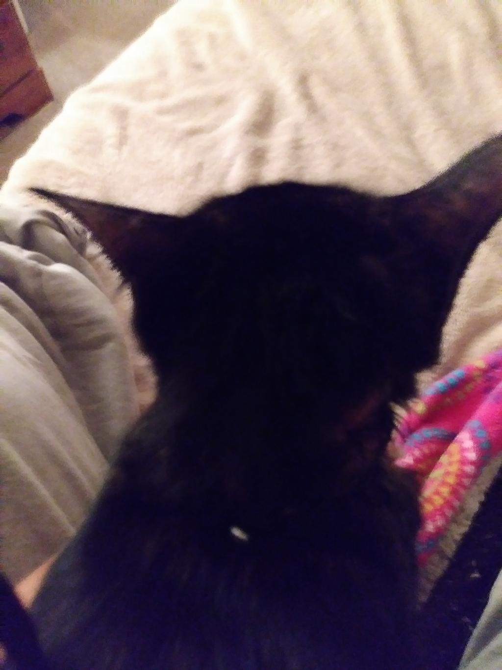 yes-my-cat-has-open-sores-around-her-neck-and-head-one-heals-and-2
