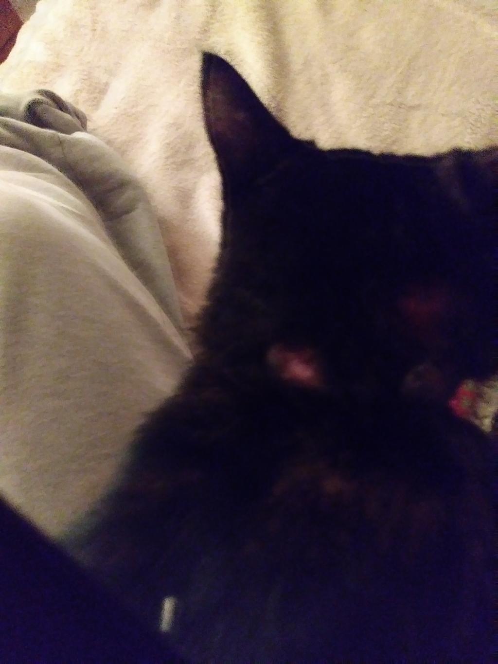 yes-my-cat-has-open-sores-around-her-neck-and-head-one-heals-and-2