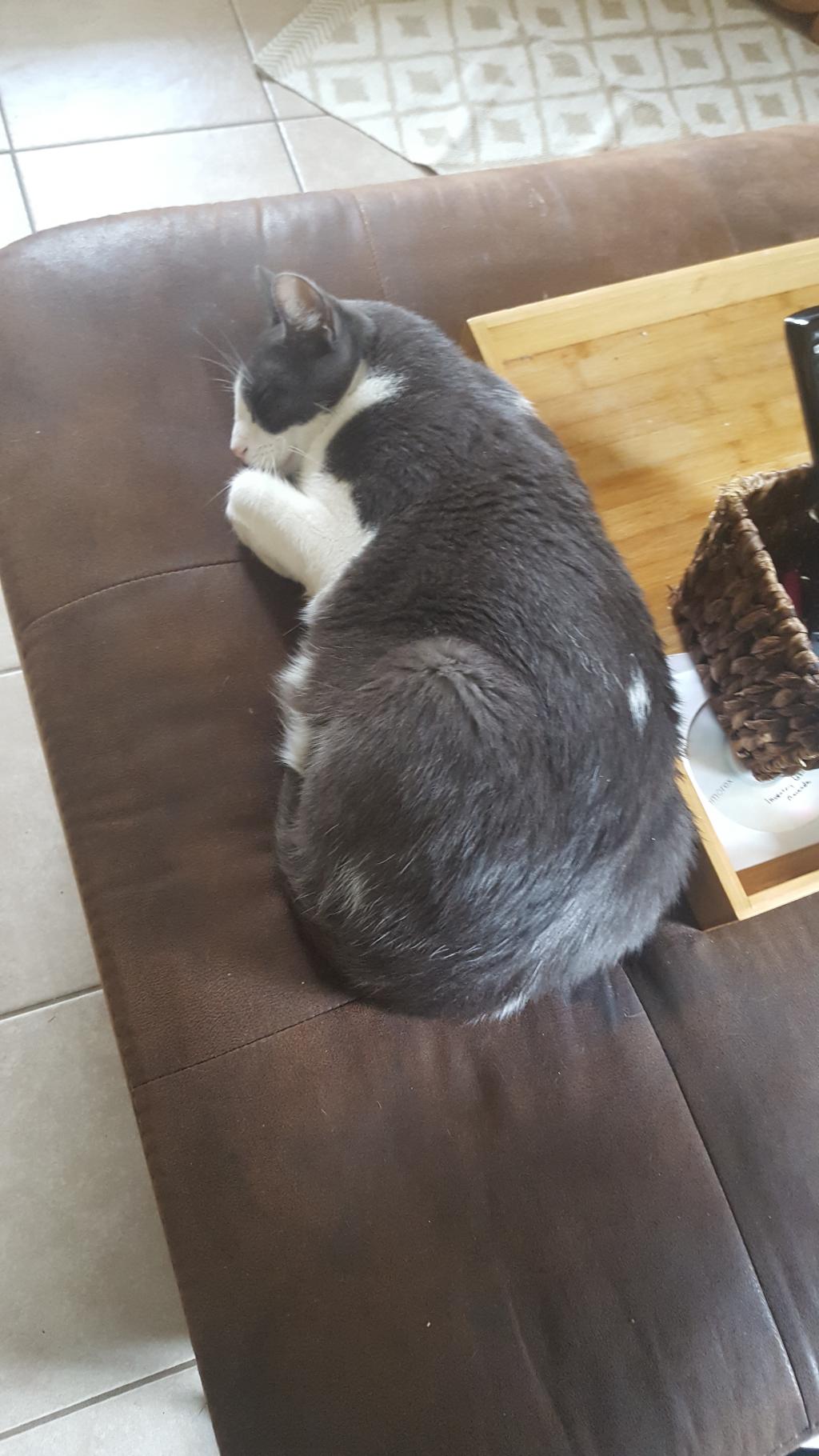 my-2-yr-old-cat-is-lethargic-not-eating-or-drinking-or-having-any