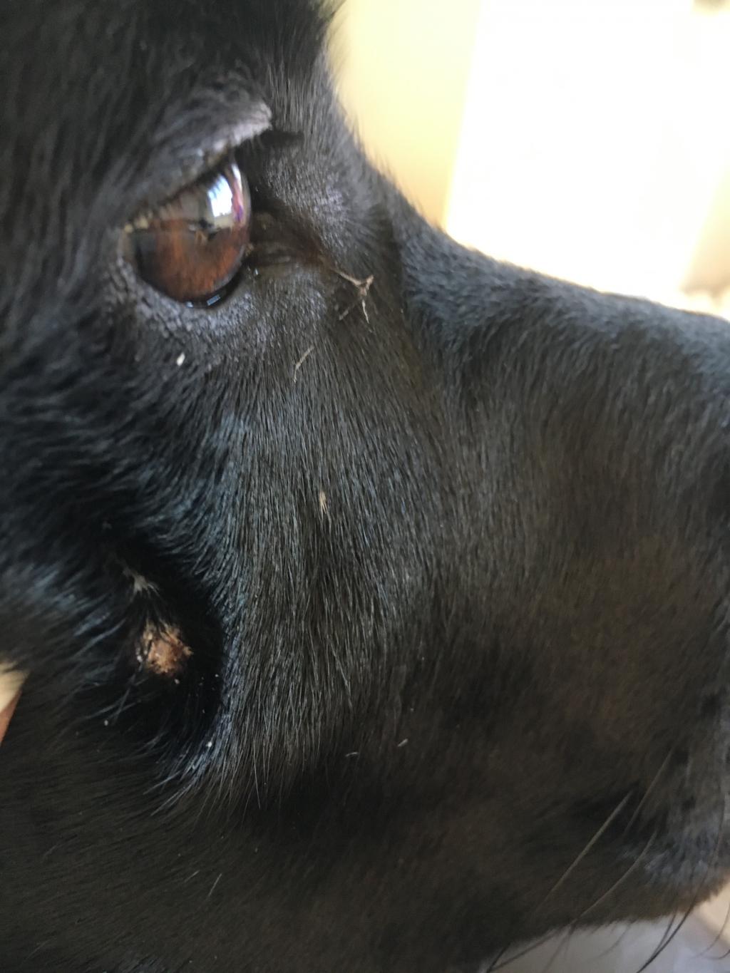 my-black-labrador-who-is-almost-2-had-a-raised-red-lump-on-his-face