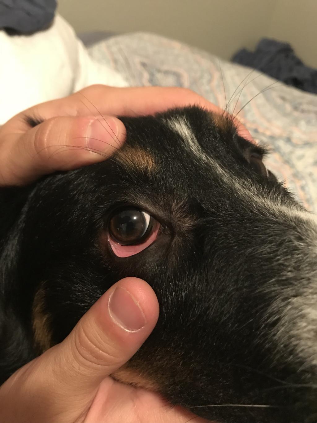 why-are-my-dog-s-eyes-red-how-to-treat-bloodshot-eyes
