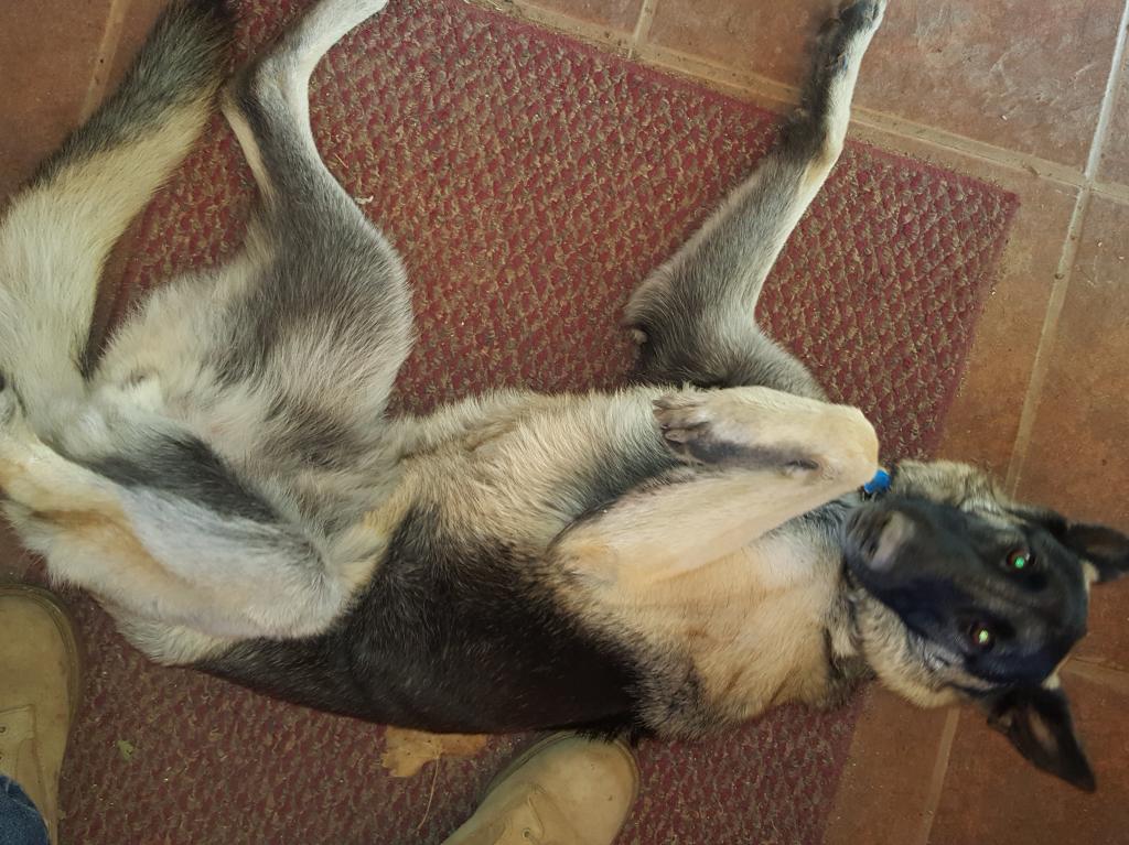 Exocrine Pancreatic Insufficiency Maldigestion Disorder In Dogs What S The Best Home Remedy Or Vitamin Treatment Petcoach Exocrine Pancreatic Insufficiency Maldigestion Disorder In Dogs What S The Best Home Remedy Or Vitamin Treatment Petcoach