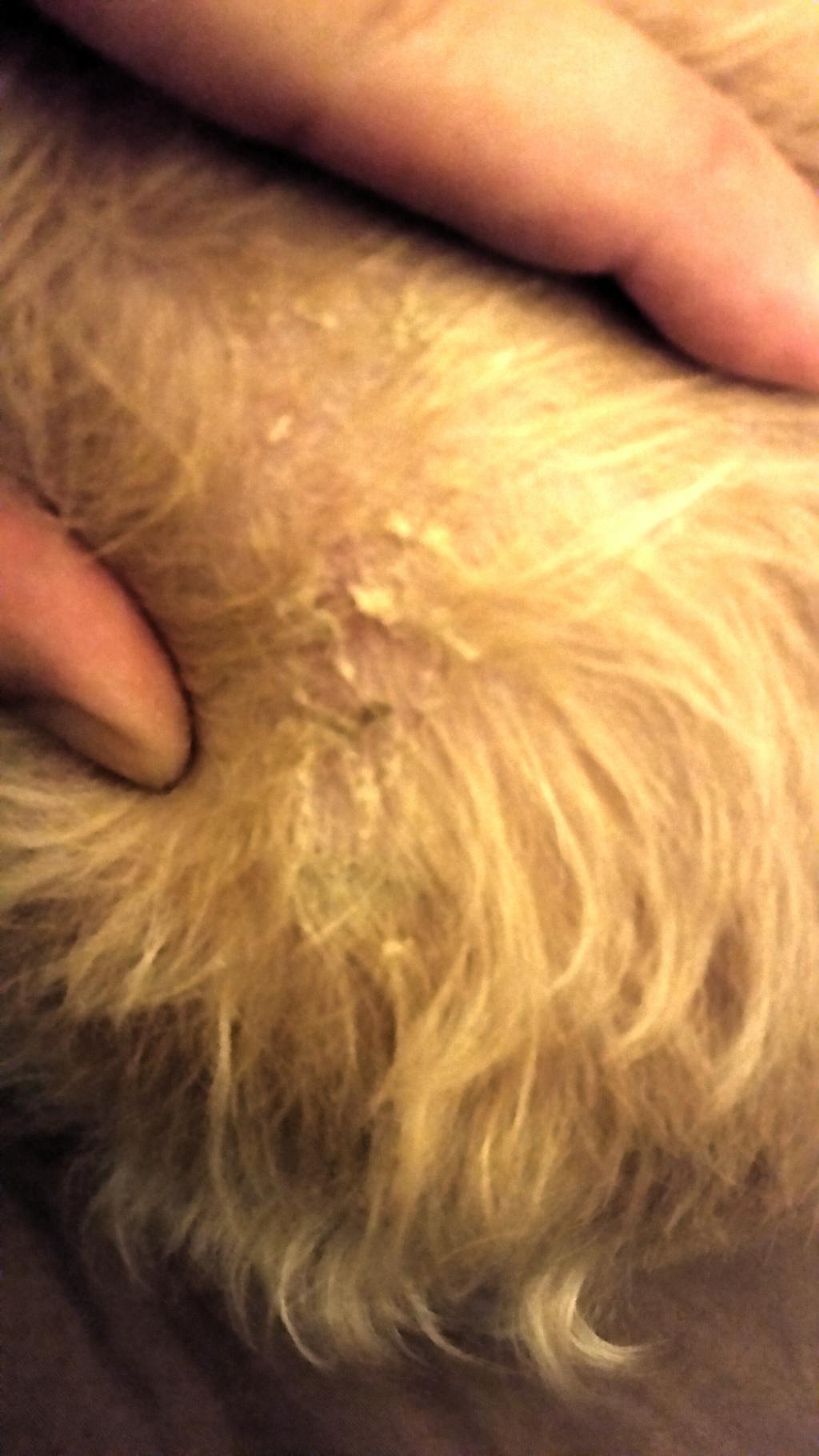 My Dog Has White Crusty flakey Scabs I Don t See Any Fleas But She Did 