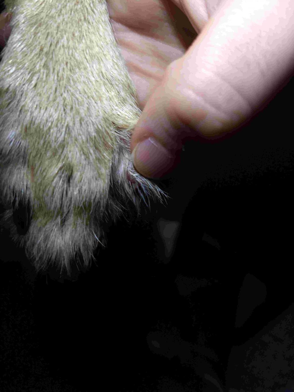 canine nail bed infection