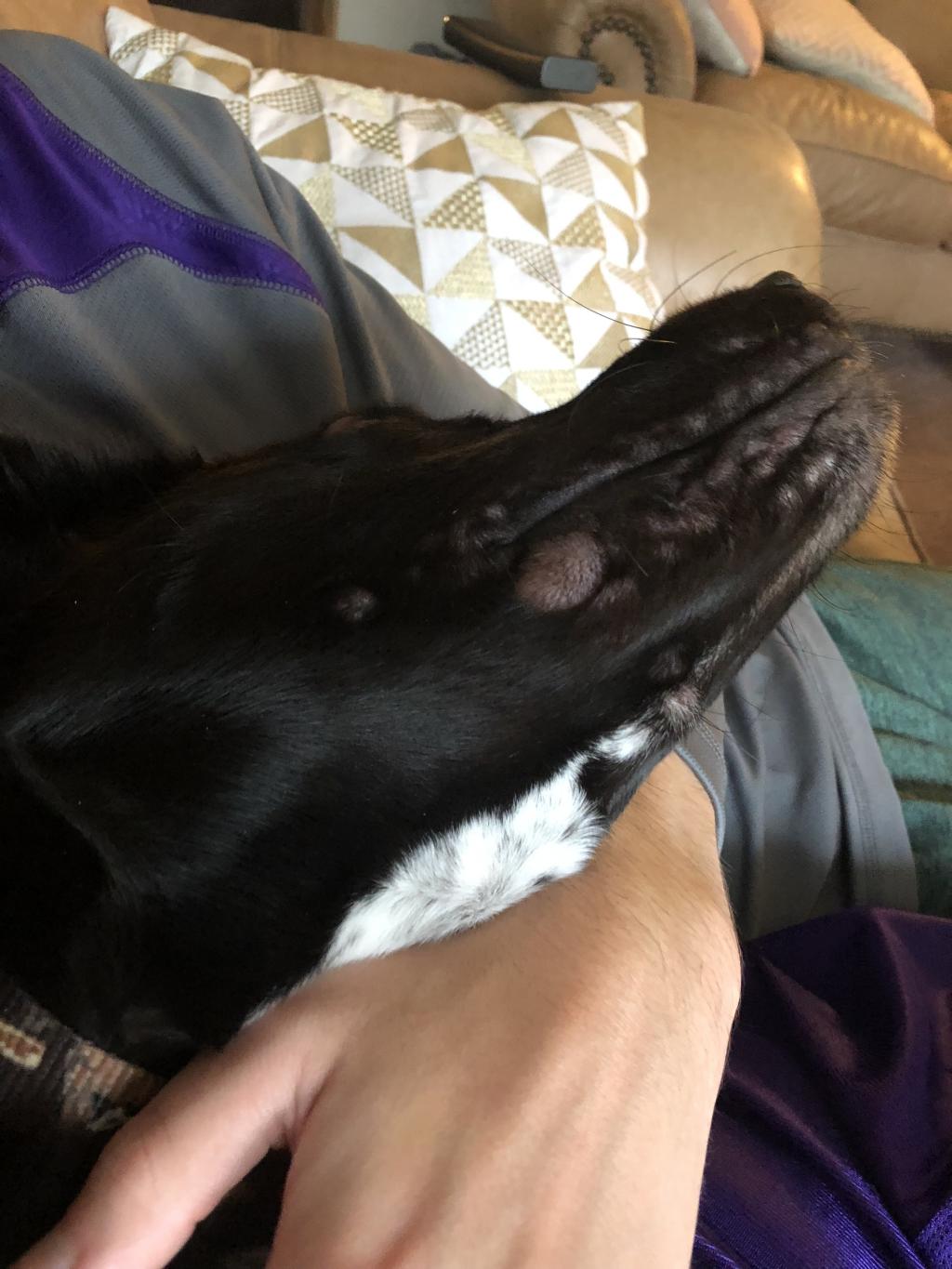 My dog has swelling around his eyes and bumps on his face. What is