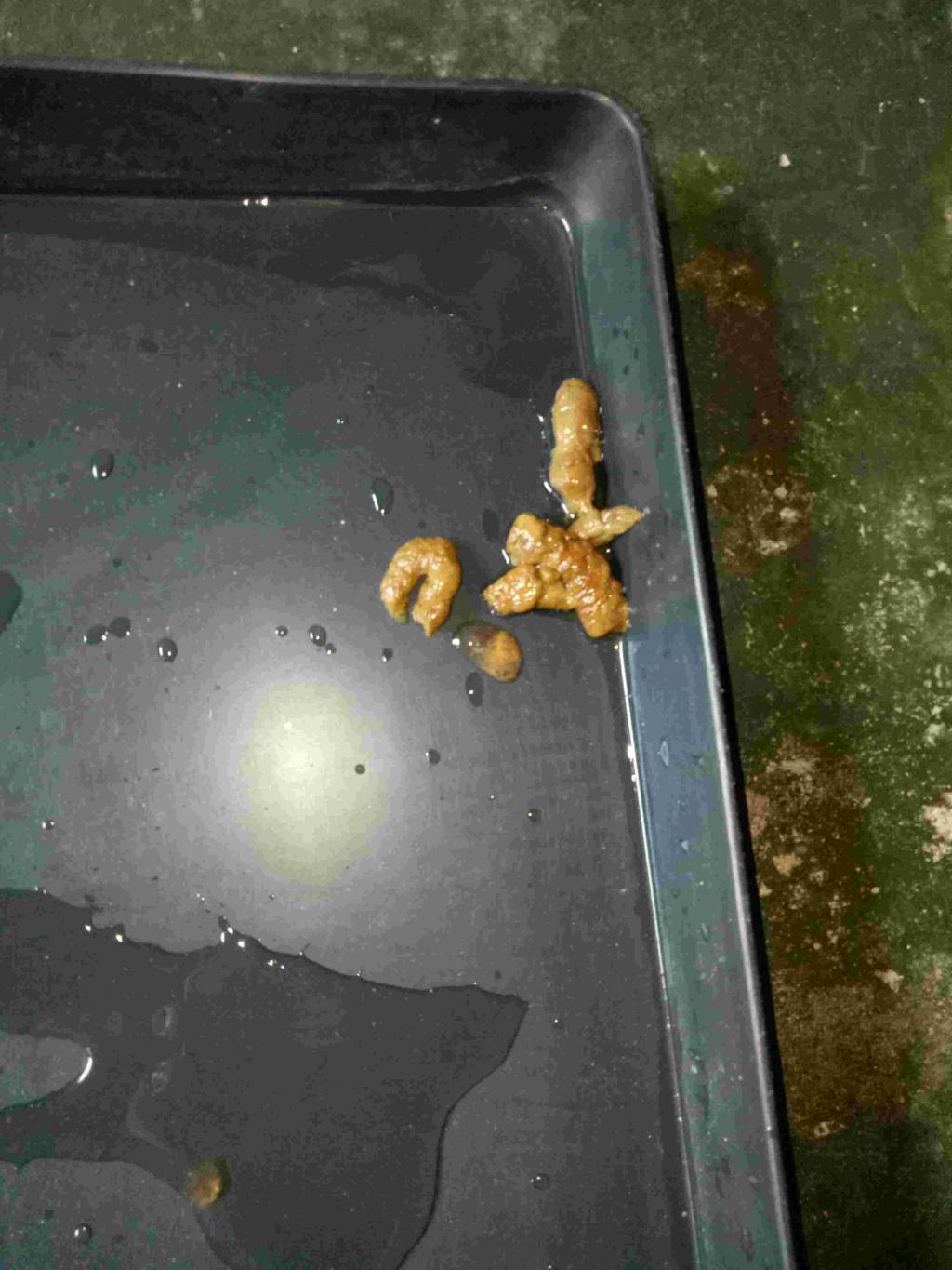 What Is Clear Jelly On My Dogs Poop Is That Normal For A Dog To Poop