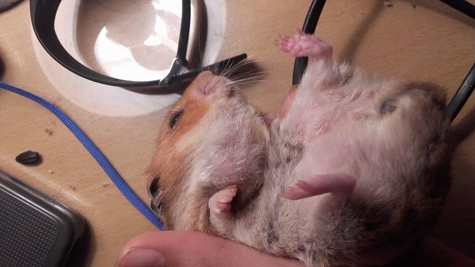 my 6 months hamster has a swolling under his neck and near to his mouth . i dont now if it a