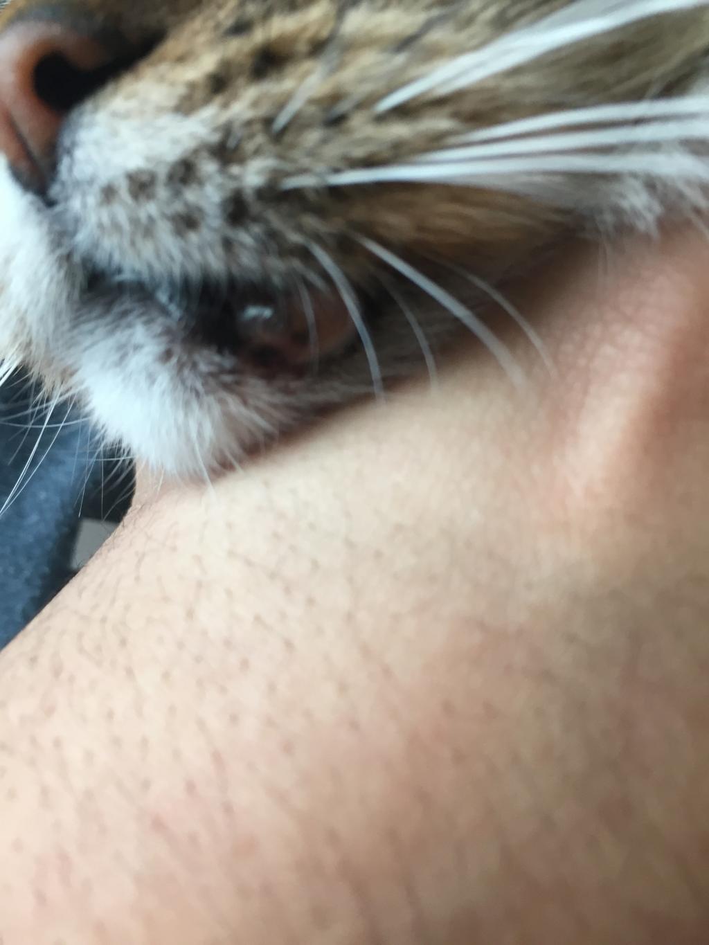 Cat Bottom Lip Sore Ethyl Renfro