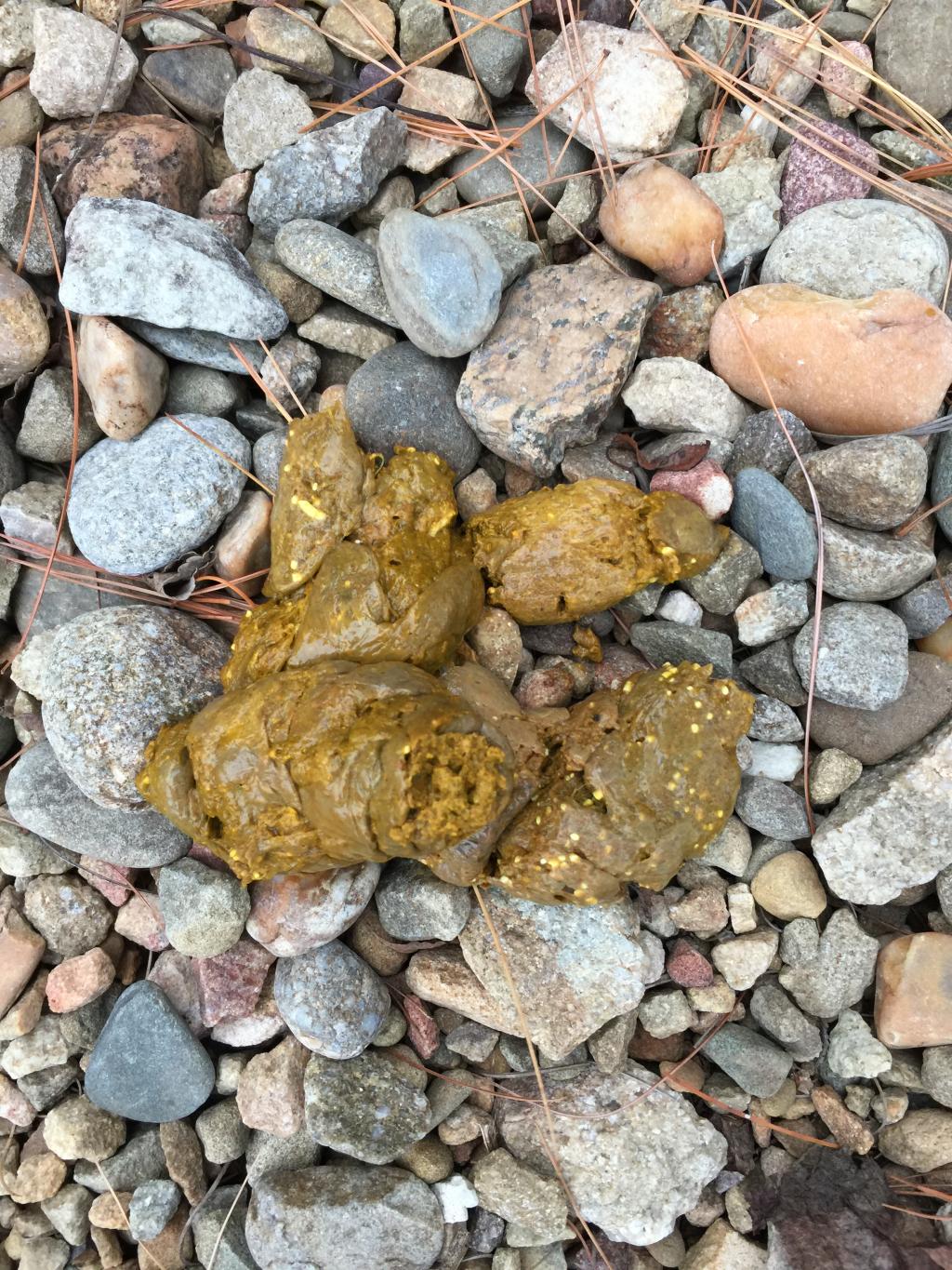 I Took My Dog Out Earlier And Noticed Yellowish Dots In Her Poop My