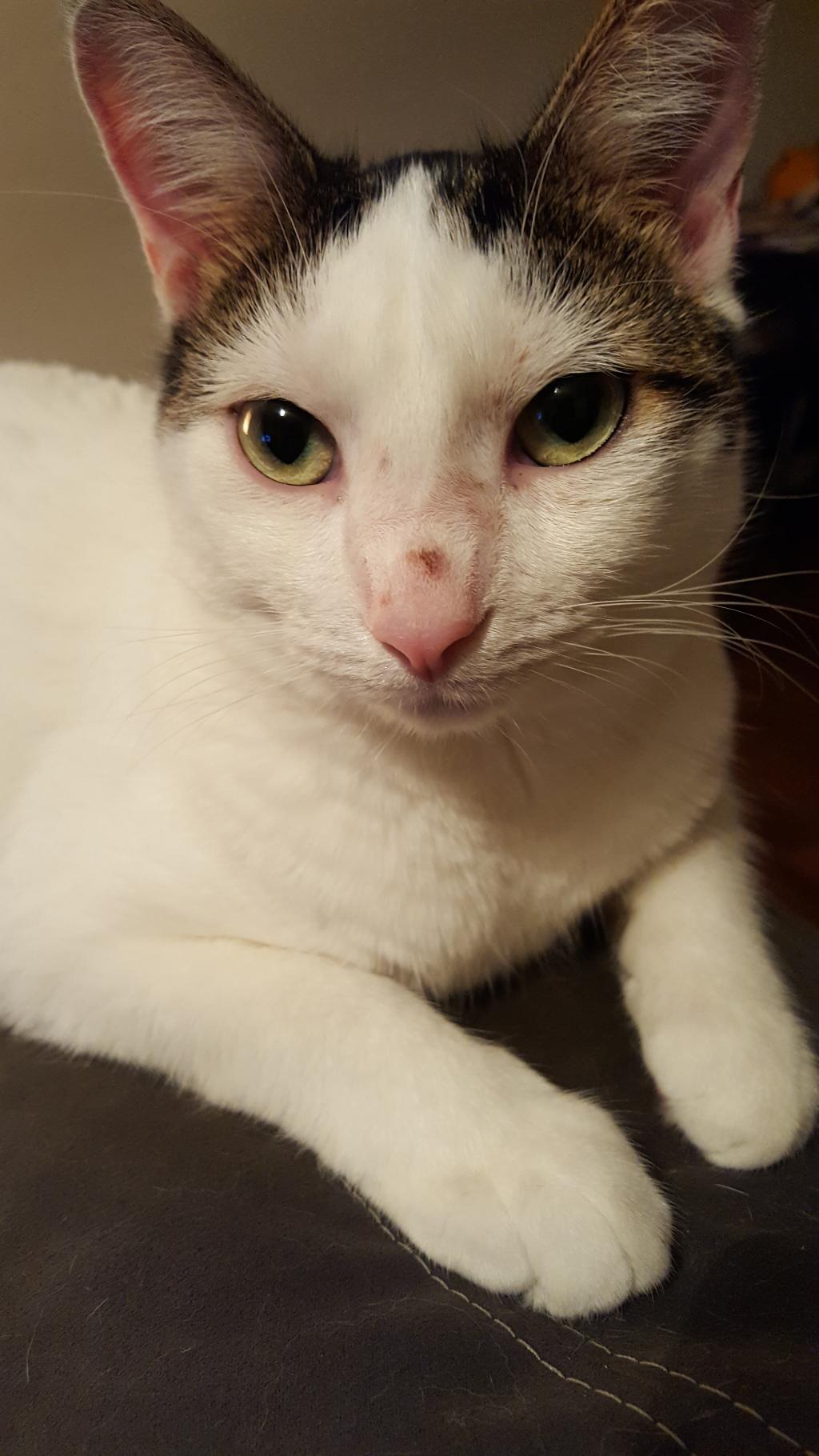 so-i-just-noticed-a-small-bump-on-my-cats-nose-it-s-not-on-the-tip-of
