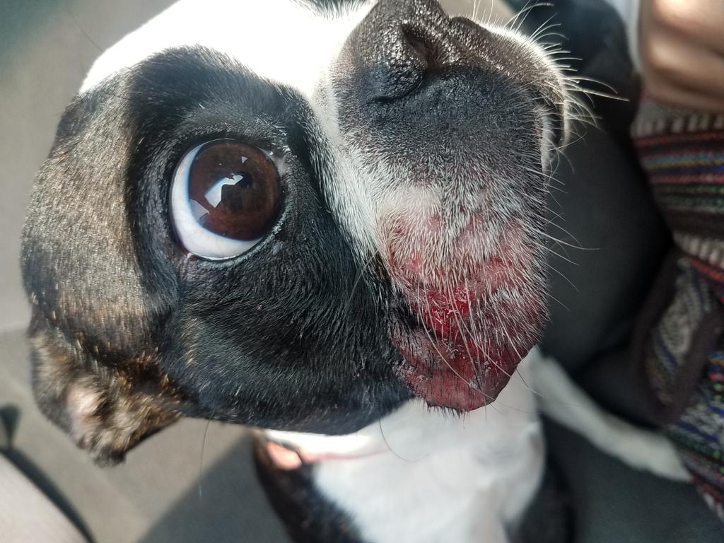 My Dog Has Had Raw Skin On Outer And Inner Lip That S Very Swollen And Oozing Out Blood And Other Drainage It Is Starting To Spread Petcoach My Dog Has Had Raw Skin On Outer And Inner Lip That S Very Swollen And Oozing Out Blood And Other Drainage It Is Starting To Spread Petcoach