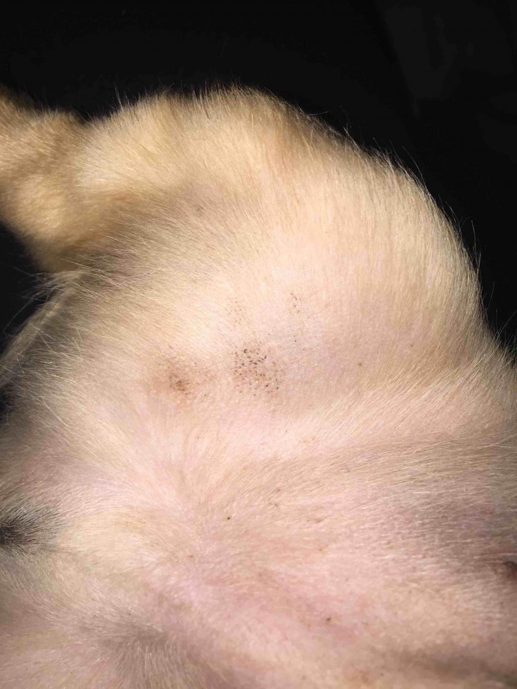 on-the-inner-thigh-of-my-pup-s-back-leg-he-has-this-little-black-brown