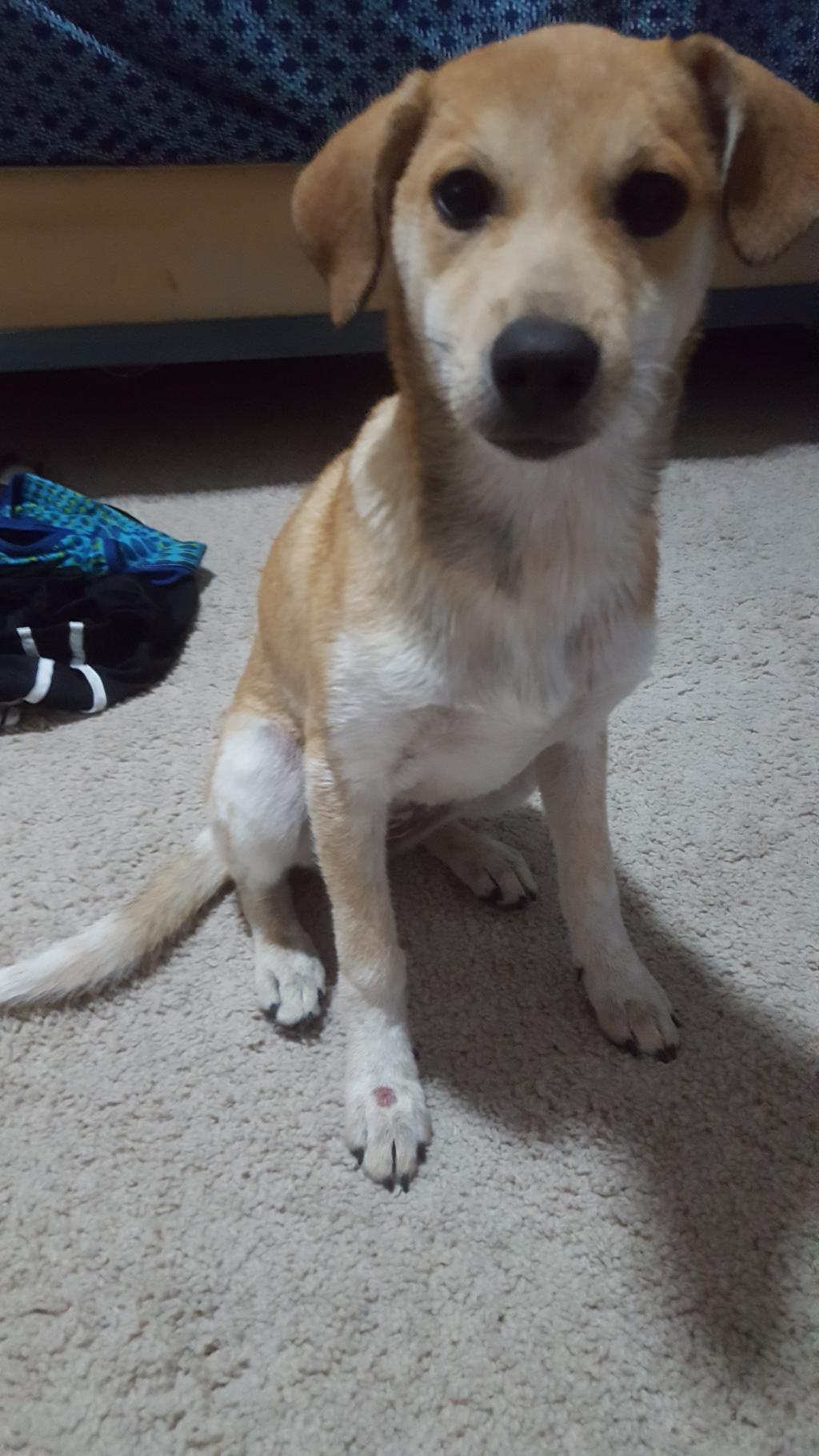 weird-red-bump-on-dog-paw-almost-hairless-firm-and-raised-petcoach