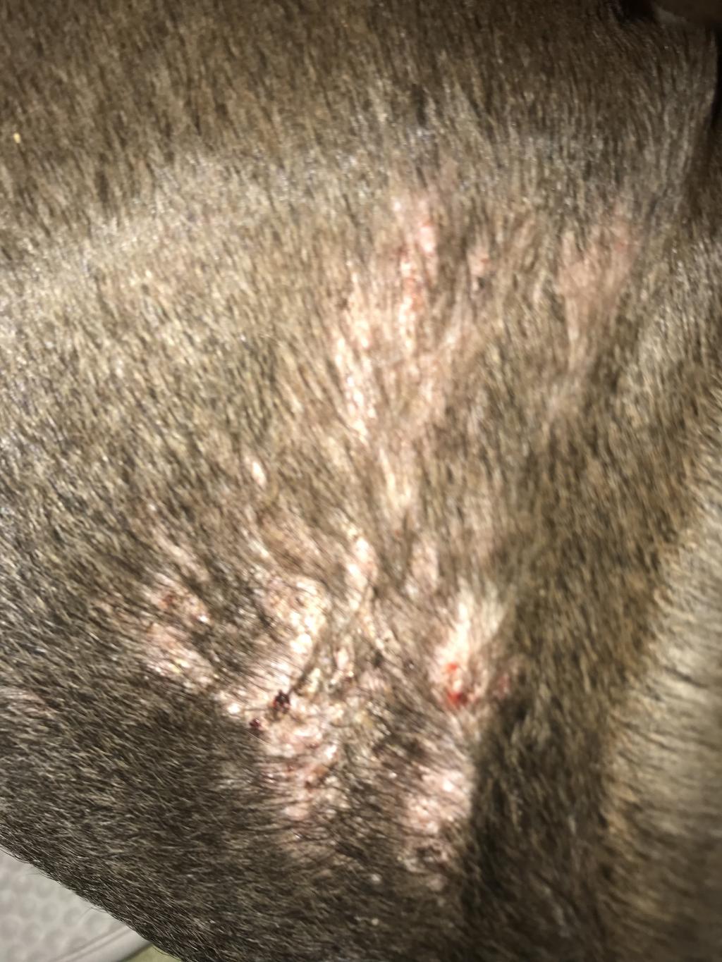 my-dog-has-some-dry-bumpy-patches-on-his-neck-and-back-he-has-lost