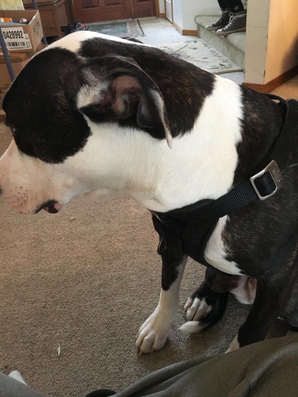 My dog is swaying when he walks or even sits, he can't keep his balance