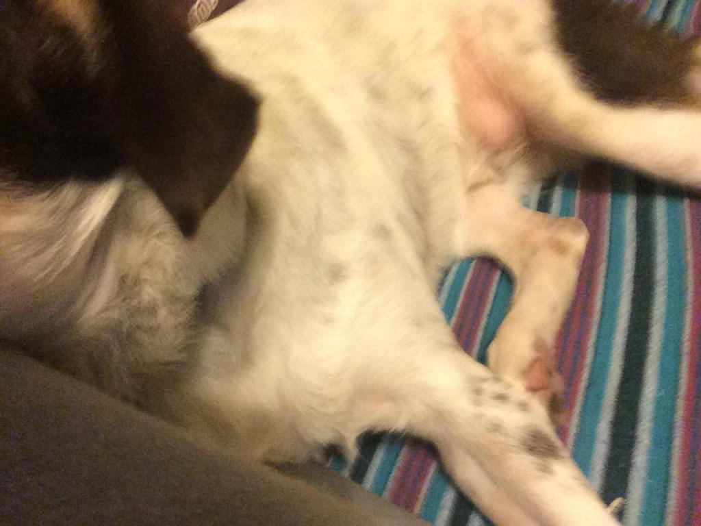 Hi. Noticed a lump on my dogs abdomen. He is 3.5 years old. Neutered. I