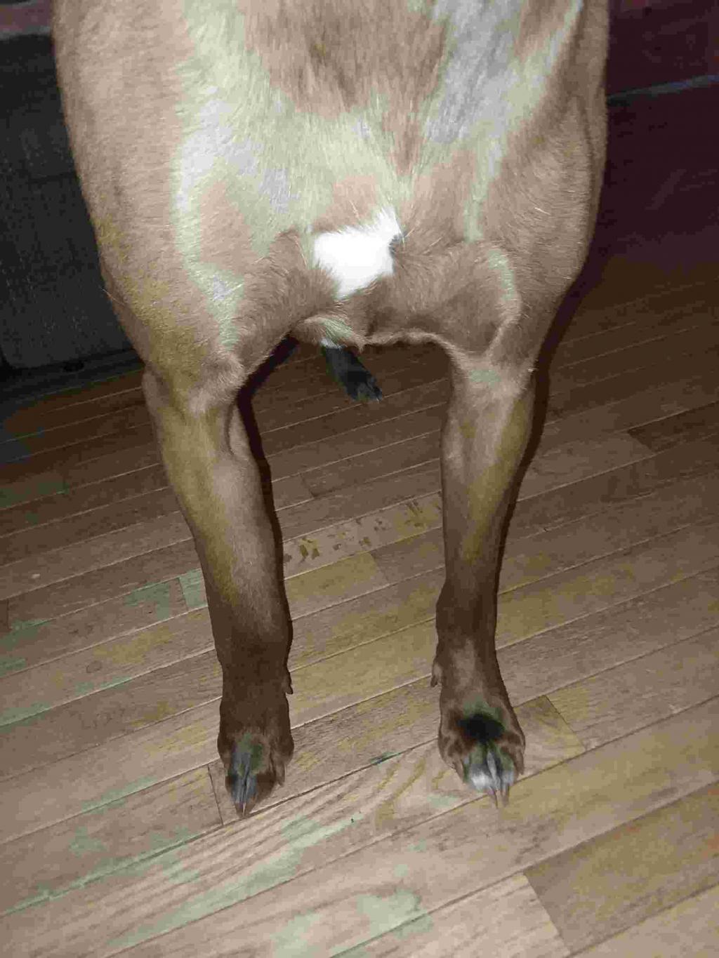 Her Front Right Leg Radius I Think Is Really Swollen About Double Seems To Be In The Muscle Area Another Dog Did Bite Her There Petcoach Her Front Right Leg Radius I Think Is Really Swollen About Double Seems To Be In The Muscle Area Another Dog Did Bite Her There Petcoach
