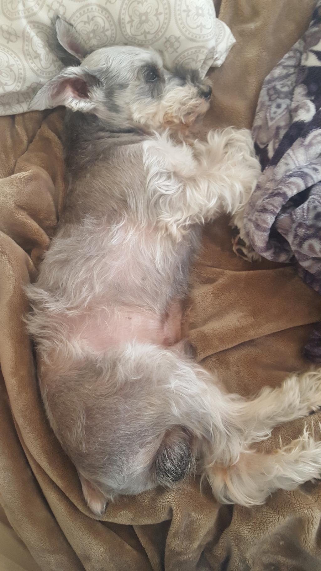 my intact male 8 year old Schnauzer has been walking slow the last day