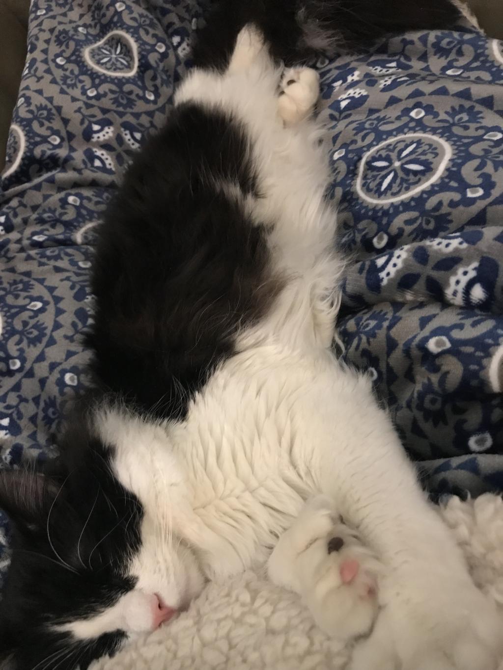 How Much Should A 9 Month Old Cat Eat A Day And How Much Should It 
