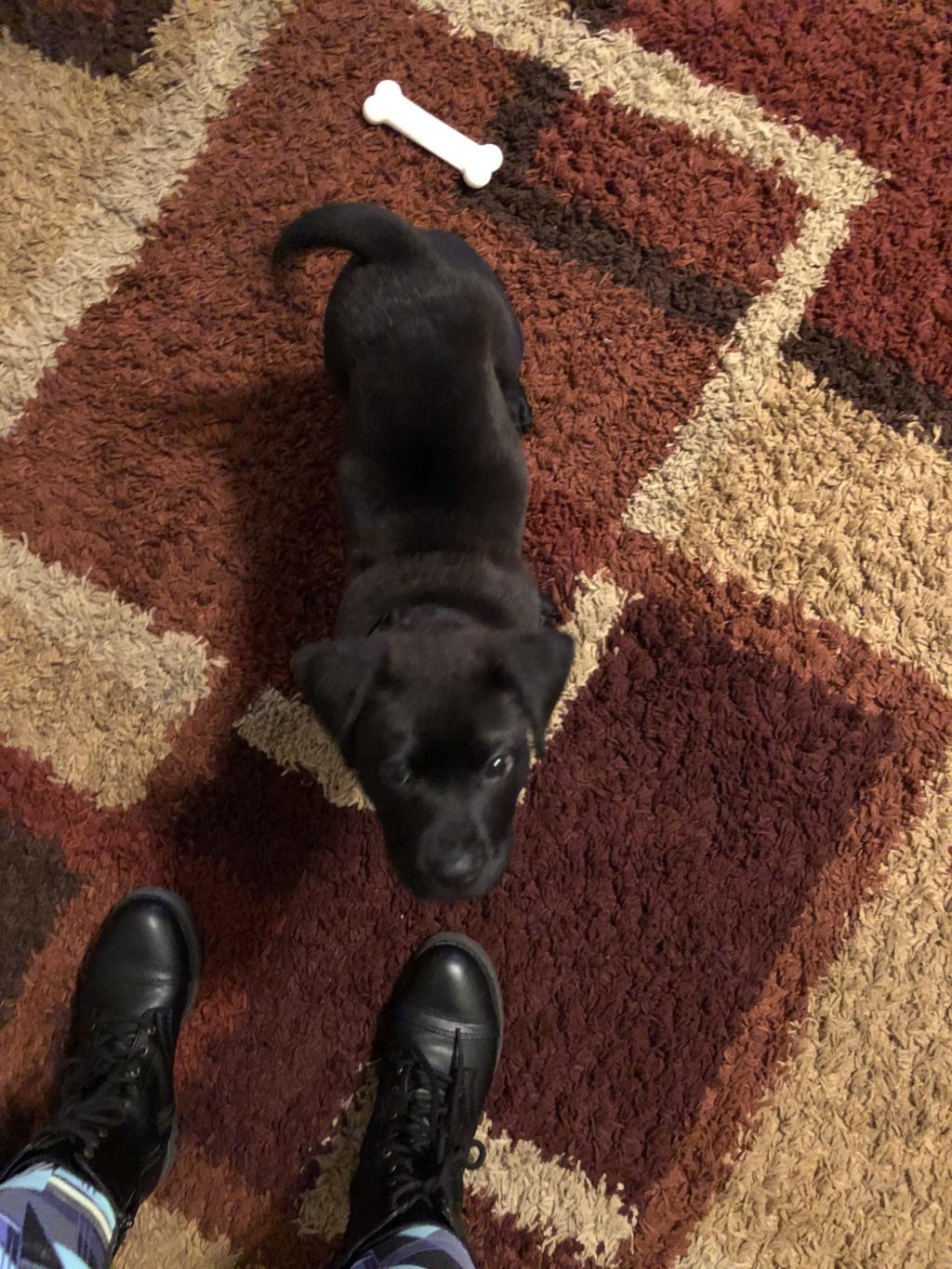 How can I get my puppy to stop nibbling at us? PetCoach