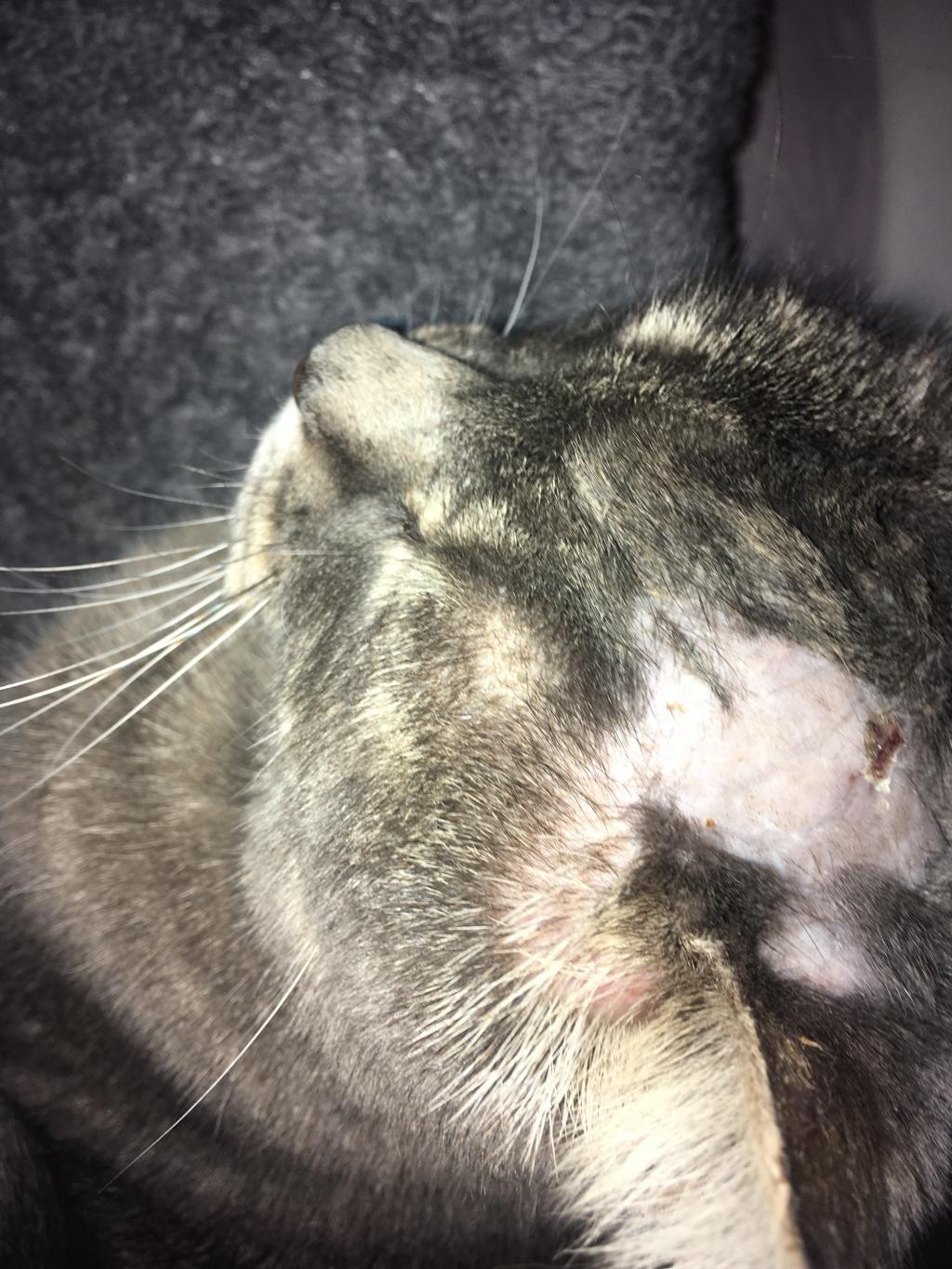 My Cat Has A Bald Patch On Top Of Head It Is A Soft Bump But Also In 
