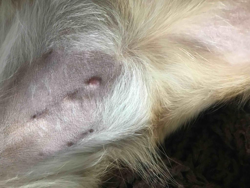 I Noticed A Small Lump Along Her Incision Line From Her Spay Surgery 